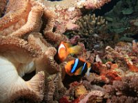 Orange-finned and Tomato Anemonefish